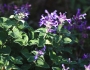 Nepeta ×faassenii image