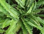 Nephrolepis cordifolia image