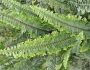 Nephrolepis exaltata image