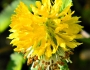 Neptunia pubescens image