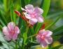 Nerium oleander image