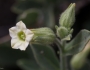 Nicotiana obtusifolia image