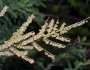 Nolina lindheimeriana image