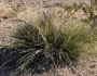 Nolina microcarpa image