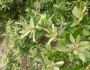 Notholithocarpus densiflorus image