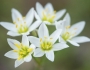 Nothoscordum bivalve image