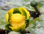 Nuphar advena image