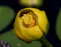 Nuphar lutea image