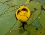 Nuphar variegata image