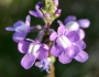 Nuttallanthus canadensis image