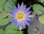 Nymphaea elegans image