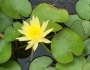 Nymphaea mexicana image