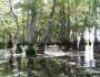 Nyssa aquatica image