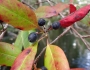Nyssa biflora image