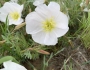 Oenothera albicaulis image