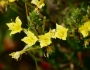 Oenothera clelandii image