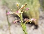 Oenothera curtiflora image