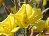 Oenothera elata image