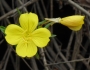 Oenothera fruticosa image