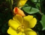 Oenothera fruticosa image