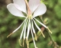 Oenothera gaura image