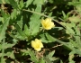 Oenothera laciniata image