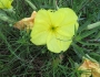 Oenothera macrocarpa image