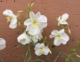 Oenothera pallida image