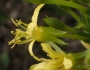 Oenothera parviflora image