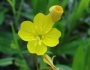 Oenothera perennis image