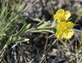 Oenothera serrulata image