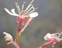 Oenothera simulans image