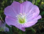 Oenothera speciosa image