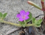 Okenia hypogaea image