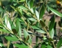 Olea europaea image