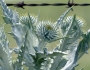 Onopordum acanthium image
