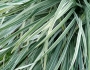 Ophiopogon jaburan image