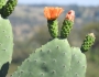 Opuntia ficus-indica image