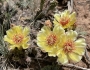 Opuntia fragilis image