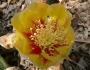 Opuntia macrocentra image