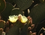 Opuntia microdasys image