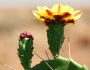 Opuntia phaeacantha image
