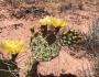 Opuntia polyacantha image