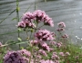 Origanum vulgare image