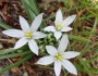 Ornithogalum umbellatum image
