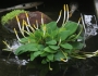 Orontium aquaticum image