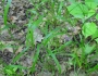 Oryzopsis racemosa image
