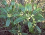 Osmanthus americanus image