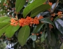 Osmanthus fragrans image