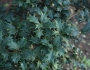 Osmanthus heterophyllus image